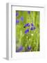 Field Larkspur (Consolida Regalis - Delphinium Consolida) with Bumble Bee Flying by, Slovakia-Wothe-Framed Photographic Print