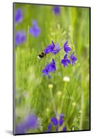 Field Larkspur (Consolida Regalis - Delphinium Consolida) with Bumble Bee Flying by, Slovakia-Wothe-Mounted Photographic Print