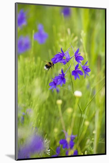 Field Larkspur (Consolida Regalis - Delphinium Consolida) with Bumble Bee Flying by, Slovakia-Wothe-Mounted Photographic Print