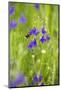 Field Larkspur (Consolida Regalis - Delphinium Consolida) with Bumble Bee Flying by, Slovakia-Wothe-Mounted Photographic Print