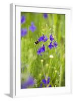 Field Larkspur (Consolida Regalis - Delphinium Consolida) with Bumble Bee Flying by, Slovakia-Wothe-Framed Photographic Print