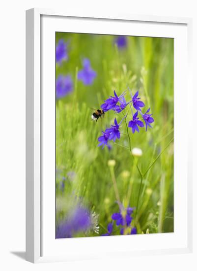 Field Larkspur (Consolida Regalis - Delphinium Consolida) with Bumble Bee Flying by, Slovakia-Wothe-Framed Photographic Print