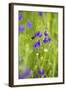 Field Larkspur (Consolida Regalis - Delphinium Consolida) with Bumble Bee Flying by, Slovakia-Wothe-Framed Photographic Print