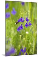 Field Larkspur (Consolida Regalis - Delphinium Consolida) with Bumble Bee Flying by, Slovakia-Wothe-Mounted Photographic Print