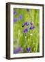 Field Larkspur (Consolida Regalis - Delphinium Consolida) with Bumble Bee Flying by, Slovakia-Wothe-Framed Photographic Print