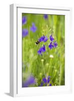 Field Larkspur (Consolida Regalis - Delphinium Consolida) with Bumble Bee Flying by, Slovakia-Wothe-Framed Photographic Print