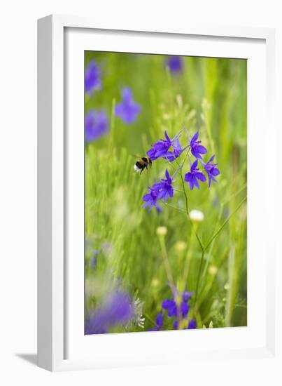 Field Larkspur (Consolida Regalis - Delphinium Consolida) with Bumble Bee Flying by, Slovakia-Wothe-Framed Photographic Print