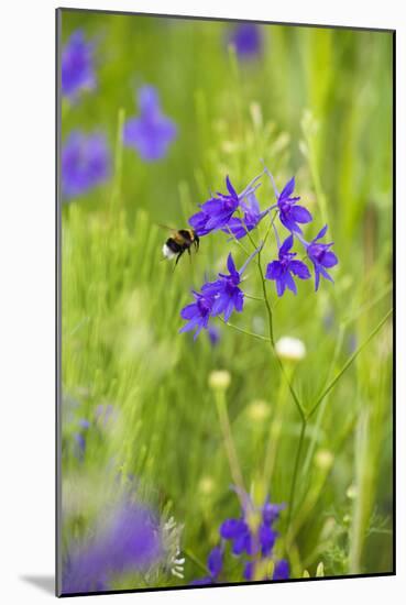 Field Larkspur (Consolida Regalis - Delphinium Consolida) with Bumble Bee Flying by, Slovakia-Wothe-Mounted Photographic Print