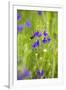 Field Larkspur (Consolida Regalis - Delphinium Consolida) with Bumble Bee Flying by, Slovakia-Wothe-Framed Photographic Print