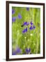 Field Larkspur (Consolida Regalis - Delphinium Consolida) with Bumble Bee Flying by, Slovakia-Wothe-Framed Photographic Print