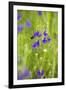 Field Larkspur (Consolida Regalis - Delphinium Consolida) with Bumble Bee Flying by, Slovakia-Wothe-Framed Photographic Print