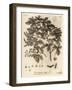 Field Maple, Acer Campestre., 1776 (Engraving)-Johann Sebastien Muller-Framed Giclee Print