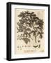 Field Maple, Acer Campestre., 1776 (Engraving)-Johann Sebastien Muller-Framed Giclee Print