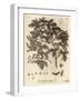 Field Maple, Acer Campestre., 1776 (Engraving)-Johann Sebastien Muller-Framed Giclee Print