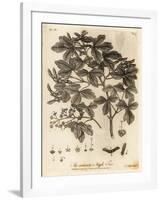 Field Maple, Acer Campestre., 1776 (Engraving)-Johann Sebastien Muller-Framed Giclee Print