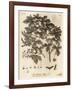 Field Maple, Acer Campestre., 1776 (Engraving)-Johann Sebastien Muller-Framed Giclee Print