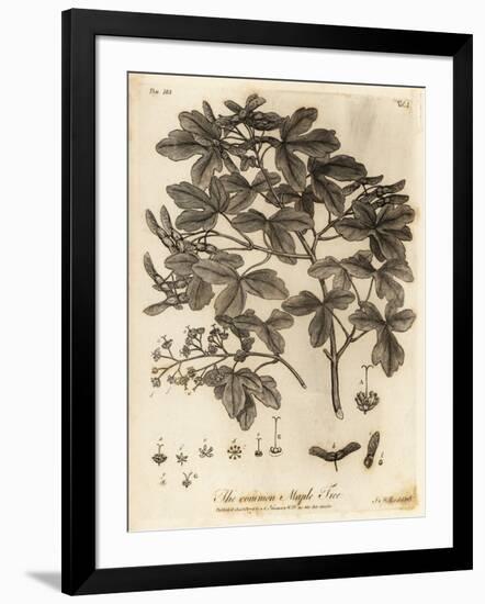 Field Maple, Acer Campestre., 1776 (Engraving)-Johann Sebastien Muller-Framed Giclee Print