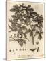 Field Maple, Acer Campestre., 1776 (Engraving)-Johann Sebastien Muller-Mounted Giclee Print