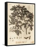 Field Maple, Acer Campestre., 1776 (Engraving)-Johann Sebastien Muller-Framed Stretched Canvas