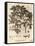 Field Maple, Acer Campestre., 1776 (Engraving)-Johann Sebastien Muller-Framed Stretched Canvas