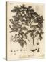 Field Maple, Acer Campestre., 1776 (Engraving)-Johann Sebastien Muller-Stretched Canvas