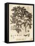 Field Maple, Acer Campestre., 1776 (Engraving)-Johann Sebastien Muller-Framed Stretched Canvas