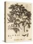 Field Maple, Acer Campestre., 1776 (Engraving)-Johann Sebastien Muller-Stretched Canvas