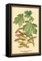 Field Maple, Foliage, and Fruit-W.h.j. Boot-Framed Stretched Canvas