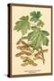 Field Maple, Foliage, and Fruit-W.h.j. Boot-Stretched Canvas