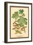 Field Maple, Foliage, and Fruit-W.h.j. Boot-Framed Art Print