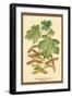 Field Maple, Foliage, and Fruit-W.h.j. Boot-Framed Art Print