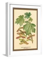 Field Maple, Foliage, and Fruit-W.h.j. Boot-Framed Art Print