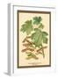 Field Maple, Foliage, and Fruit-W.h.j. Boot-Framed Art Print