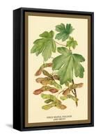 Field Maple, Foliage, and Fruit-W.h.j. Boot-Framed Stretched Canvas