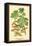Field Maple, Foliage, and Fruit-W.h.j. Boot-Framed Stretched Canvas