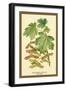 Field Maple, Foliage, and Fruit-W.h.j. Boot-Framed Art Print