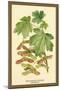 Field Maple, Foliage, and Fruit-W.h.j. Boot-Mounted Art Print