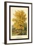 Field Maple-W.h.j. Boot-Framed Art Print