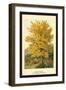 Field Maple-W.h.j. Boot-Framed Art Print