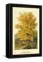 Field Maple-W.h.j. Boot-Framed Stretched Canvas