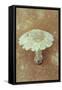 Field Mushroom-Den Reader-Framed Stretched Canvas