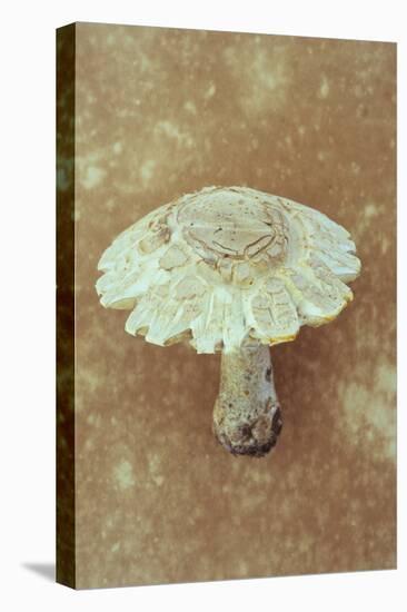Field Mushroom-Den Reader-Stretched Canvas