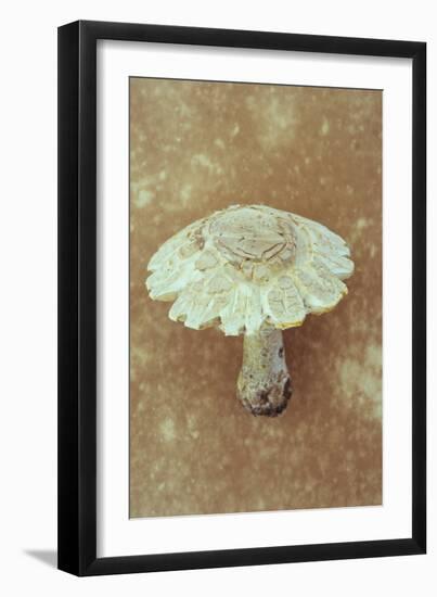 Field Mushroom-Den Reader-Framed Premium Photographic Print