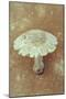 Field Mushroom-Den Reader-Mounted Premium Photographic Print