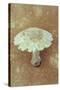 Field Mushroom-Den Reader-Stretched Canvas