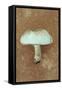 Field Mushroom-Den Reader-Framed Stretched Canvas