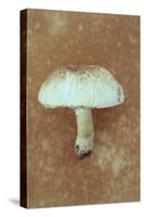 Field Mushroom-Den Reader-Stretched Canvas