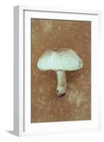 Field Mushroom-Den Reader-Framed Photographic Print