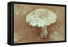 Field Mushroom-Den Reader-Framed Stretched Canvas