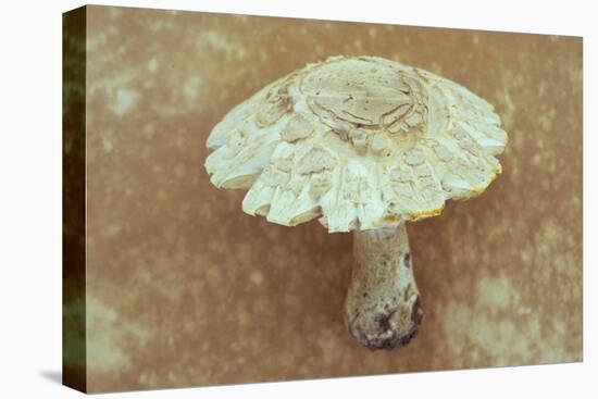Field Mushroom-Den Reader-Stretched Canvas